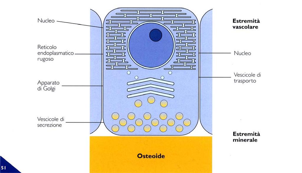 51. Osteoblasti. Lo schema raffigura la disposizione polarizzata degli organuli cellulari durante la deposizione.