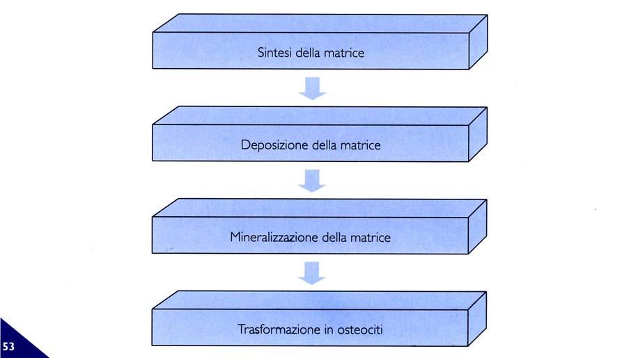 mostrano invece solo la loro superficie intensamente positiva (in blu) alla fosfatasi