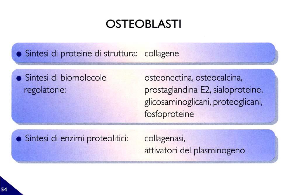 Gli osteoblasti, cellule impegnate nella produzione della matrice organica dell osso, sintetizzano tutte sostanze necessarie alla deposizione dello stesso.