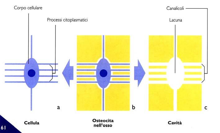 La forma definitiva de!