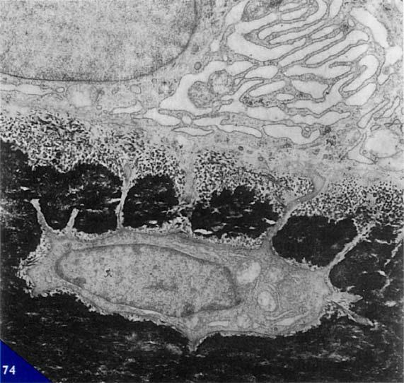 FUNZIONI DELL OSTEOCITA L'osteocita assolve fondamentalmente a due funzioni diverse, a seconda dell'età della cellula.