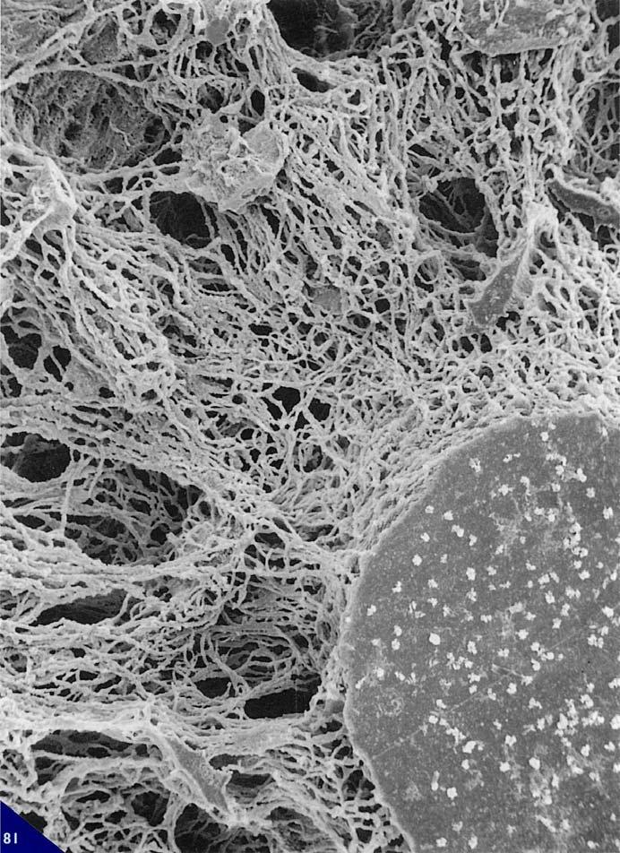 La situazione logistica conferisce a queste cellule un importanza strategica determinante nella mediazione e veicolazione di possibili elementi innescanti una qualsiasi attività di modellamento o