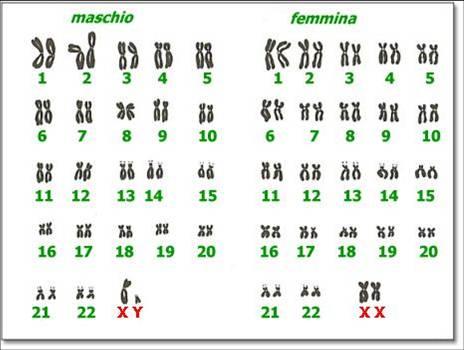 Ereditarietà X- linked Patologie causate