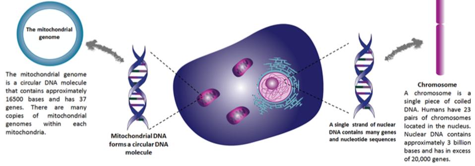 Eredita mitocondriale DNA nucleare e
