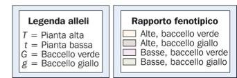 BACCELLO) Generazione F 1 100% cara=eris2che dominan2 (PIANTE ALTE CON BACCELLO VERDE).