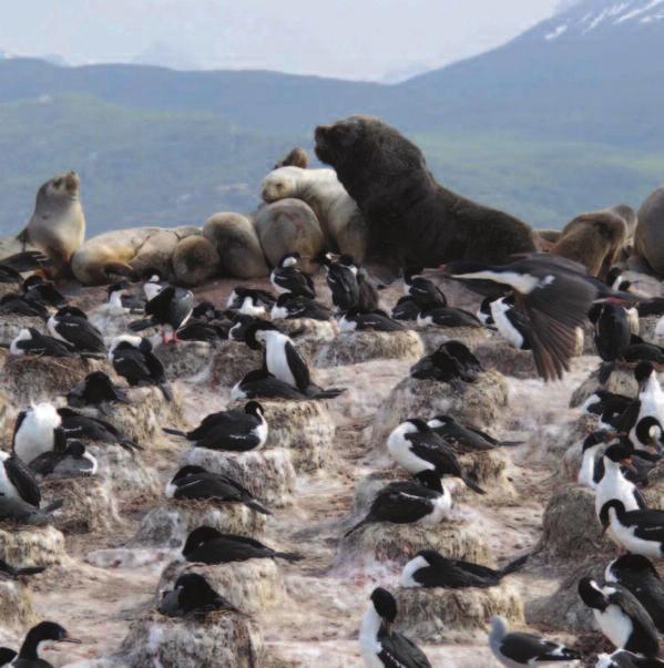 A queste latitudini estreme la natura appare al suo stato puro: l oceano, i canali, i fiordi, i monti e le steppe, con una ricca fauna di uccelli e mammiferi marini.