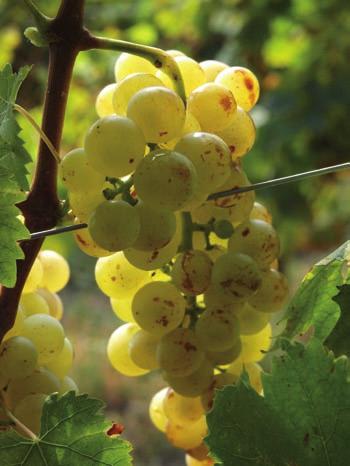 Prima serata Venerdì 6 settembre 2013 Asti e Brachetto d Acqui DOCG: la bella vita con i grandi aromatici del Piemonte A cura del Consorzio di tutela dell Asti e del Consorzio del Brachetto d Acqui