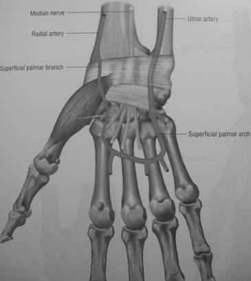 posizione che ne favorisce l opposizione eminenza tenar anatomia