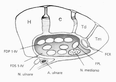 e tubercolo del trapezio si estende dall estremità distale del radio alla metafisi prossimale del