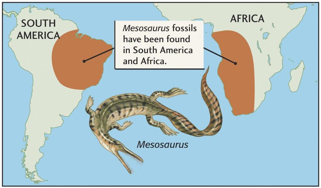 Prove paleontologiche NB fossile di ambiente lacustre e