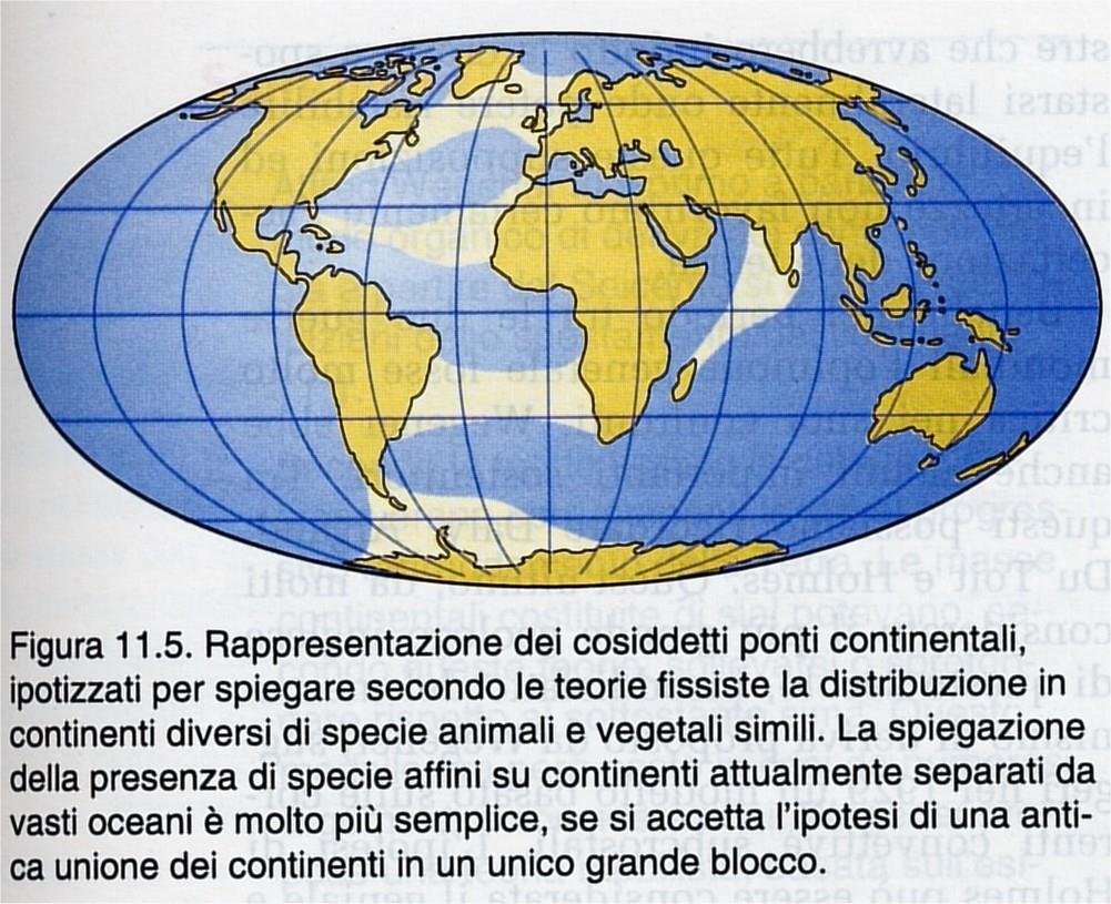 prima di Wegener si pensava a ponti continentali (catene montuose sprofondate), ma non era nota la morfologia dei fondali oceanici, i dati di gravità non coincidevano Quali forze muovevano i