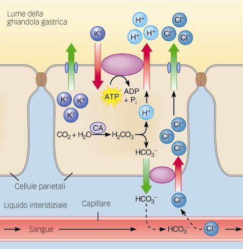 Secrezione acida -Le cellule parietali secernono HCl nel lume gastrico -Anidrasi carbonica genera idrogenioni e bicarbonato.