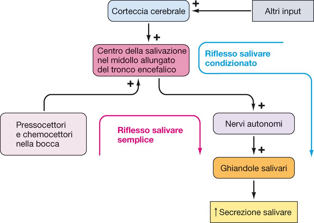 Digestione La saliva inizia