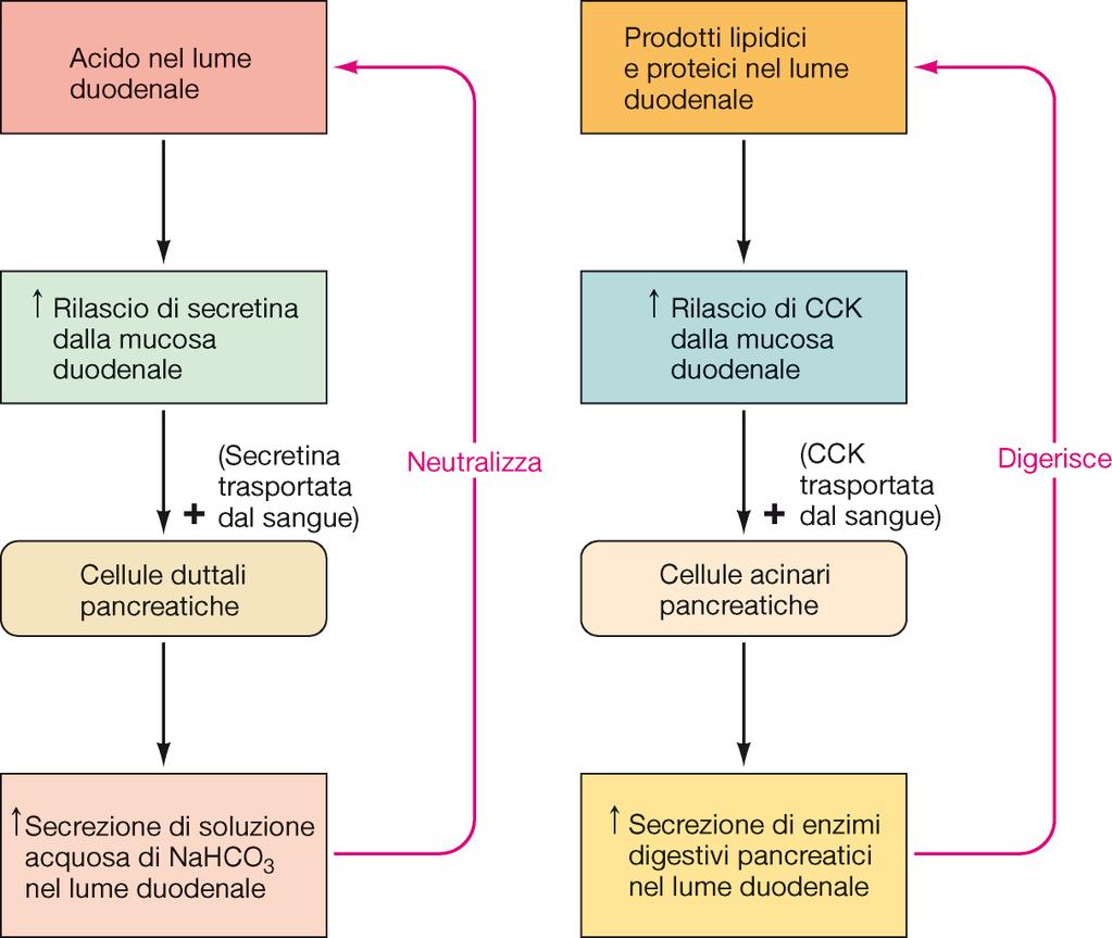 La secrezione esocrina pancreatica è