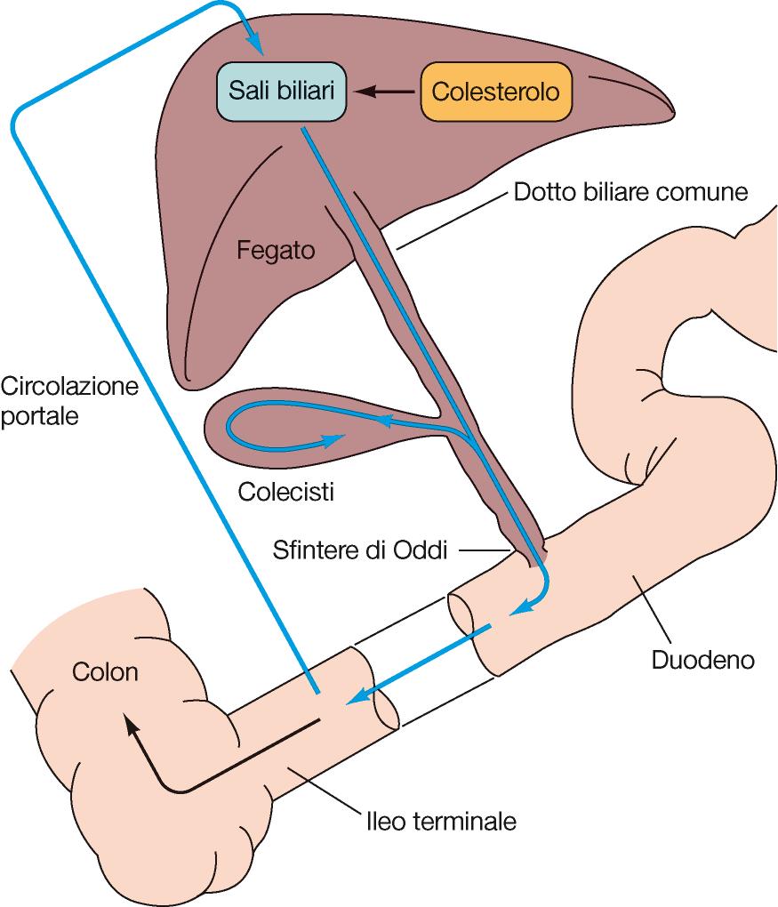 -Il coleretico più potente sono i sali biliari stessi. -Secretina. -Stimolazione vagale. Nel periodo interprandiale, la bile secreta viene accumulata nella colecisti.