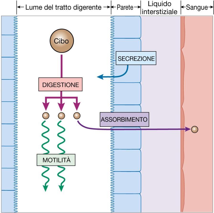 -ASSORBIMENTO: non regolato quindi assorbiamo tutto quello che mangiamo. -MOTILITA /SECREZIONE: continuamente regolate per aumentare la disponibilità di materiale assorbibile.