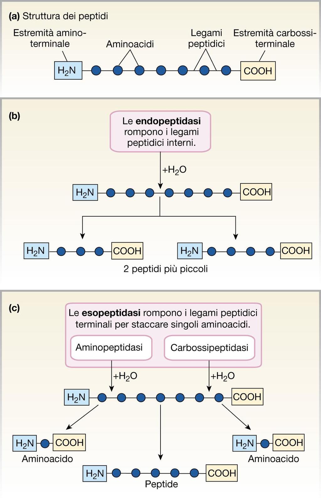 PROTEINE -Le proteine devono essere idrolizzate in tripeptidi, dipeptidi e amminoacidi, prima