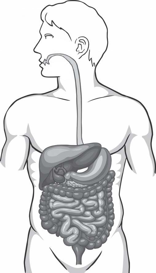 Figura 2 Anatomia dell apparato digerente Esofago