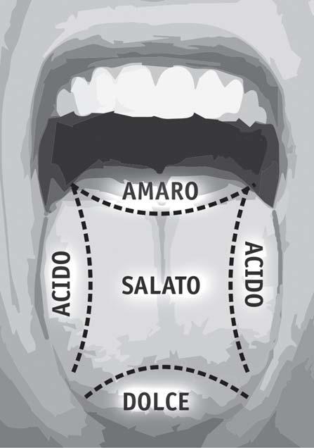 Figura 1 Le sensazioni gustative della lingua Gli altri gusti sono