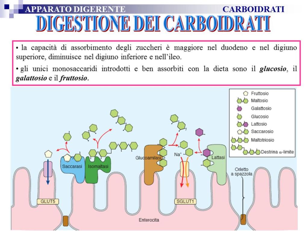 Gli enterociti non sono in grado di assorbire