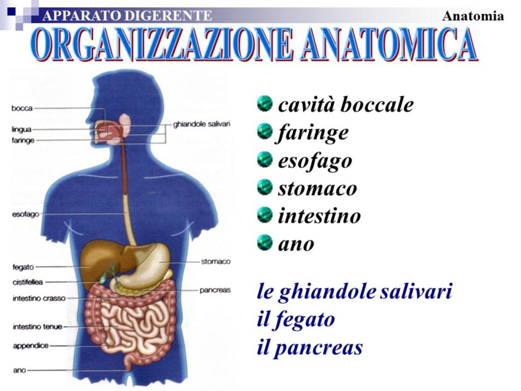 L'apparato digerente è formato dal un lungo tubo che inizia con la bocca e finisce con l'ano. Le parti principali in cui si suddivide sono: cavità boccale, faringe, esofago, stomaco, intestino, ano.