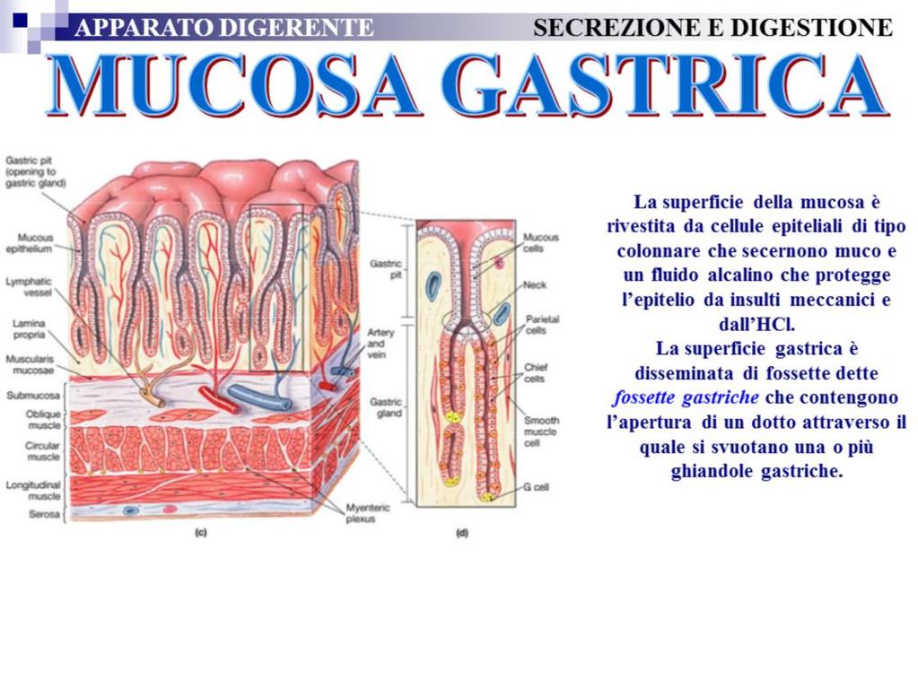 Le cellule epiteliali superficiali si