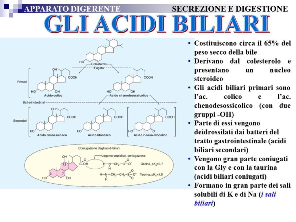 Il fegato sintetizza due acidi biliari (primari), l acido colico e l acido chenodesossicolico.