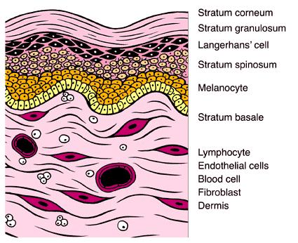 Fig2 Cellule della pelle 1.1 - Il sistema pigmentario della cute Il colore della pelle è legato alla presenza di pigmenti in alcune cellule, dette pigmentarie, dell epidermide e del derma.