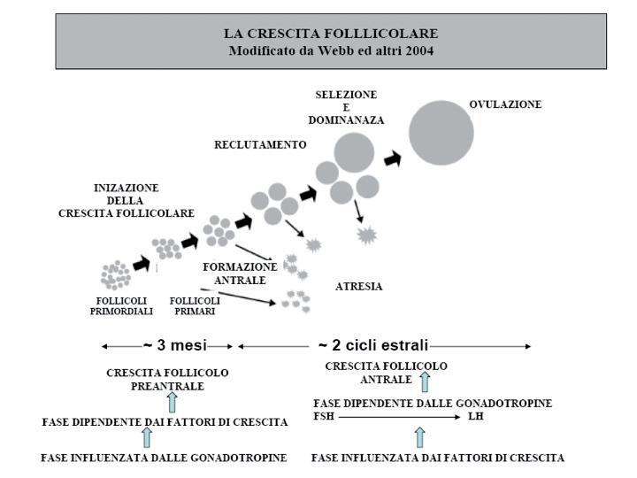 FIGURA 4. La crescita follicolare Modificato da Webb et al., 2004 gravidanza.