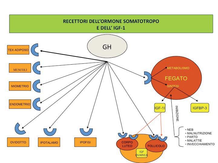 FIGURA 5. Recettori dell ormone somatotropo e dell IGF-1 maggiore presenza di NO e poliammine placentari.