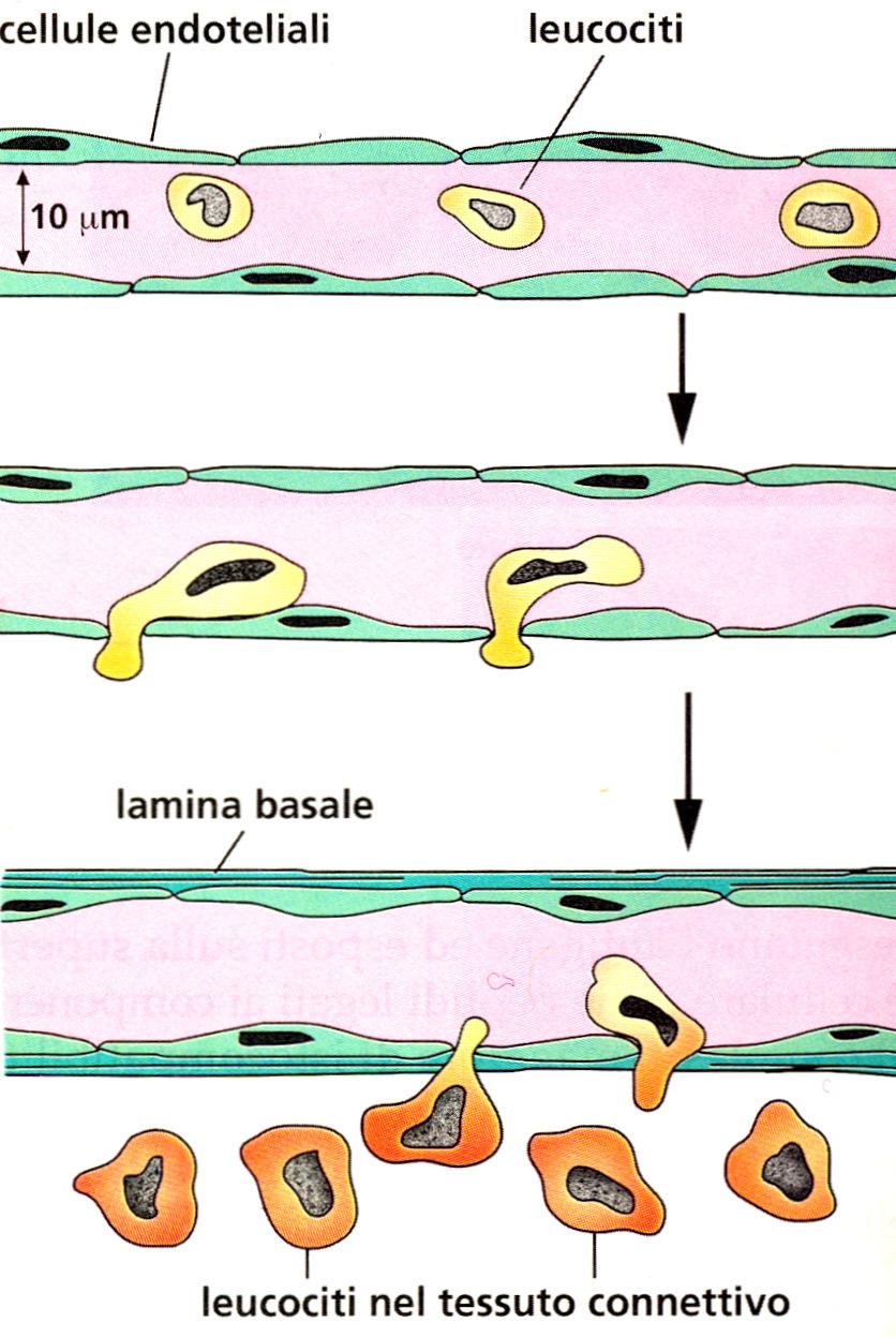 GLOBULI BIANCHI O LEUCOCITI (6000-10000/µl (mm3) Origine: organi emopoietici (midollo osseo nell adulto) Funzioni al di fuori
