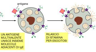 da IgE che