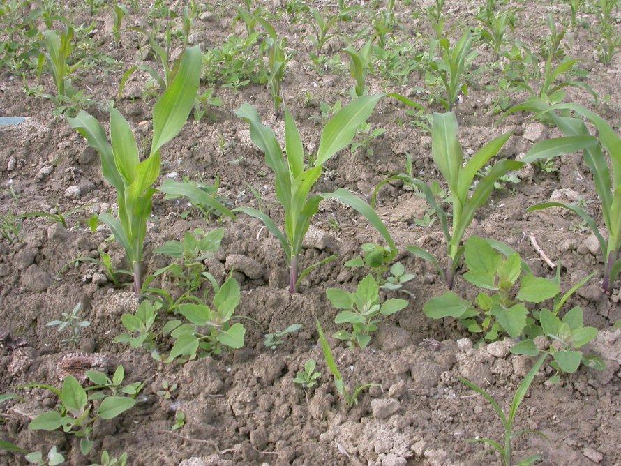 Amaranthus sp.