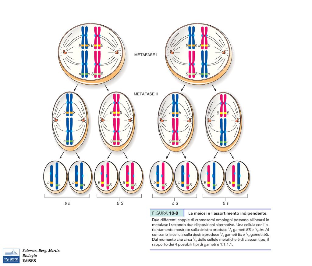 L assortimento indipendente è correlato agli eventi della meiosi Ci sono due modi diversi in cui due coppie di Ch omologhi possono essere disposte alla metafase I che li distribuisce nelle due