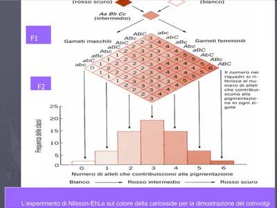 Genotipo AABBCC: pelle molto scura Genotipo aabbcc: pelle molto chiara Genotipo AaBbCc: pelle intermedia I genotipi