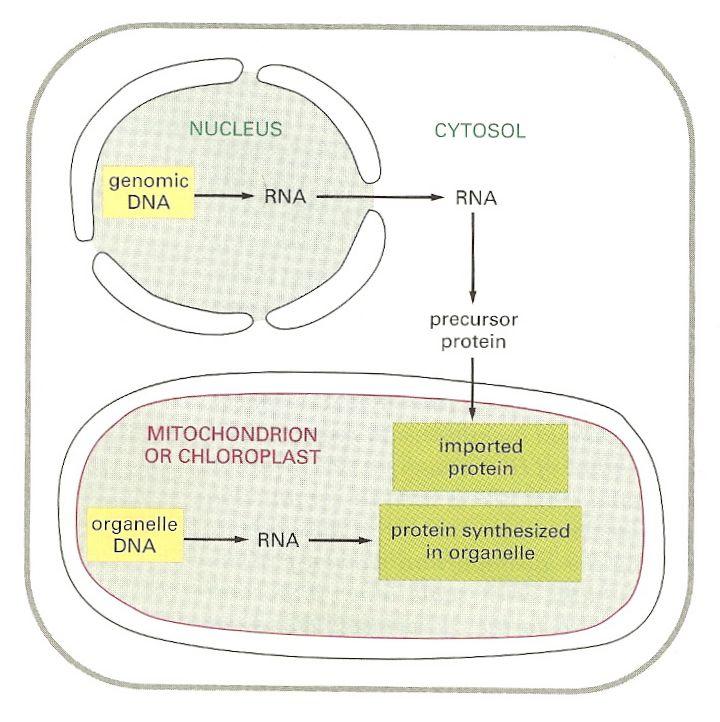 mitocondriali e geni