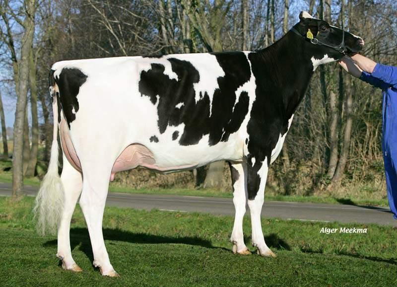AMOR-P RF AMOR-P RF - DE000358476898 SPACE RED & POLLED aaa: Nato il: 02.