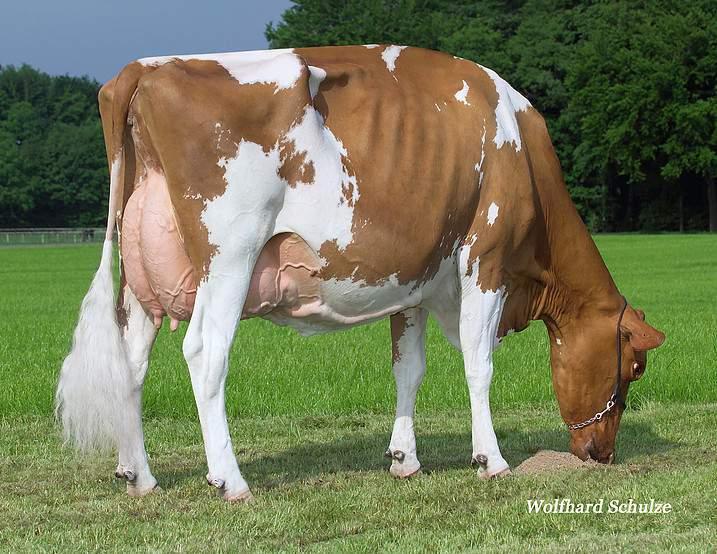 ARIZONA-PP RED ARIZONA-PP RED - DE000358346620 SPACE RED & POLLED aaa: Nato il: 11.01.