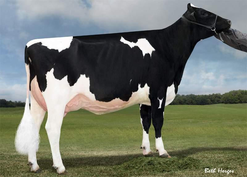 MONEY-P MR SIZZLE MONEY-P US000072436862 SPACE RED & POLLED aaa: Nato il: 28.06.