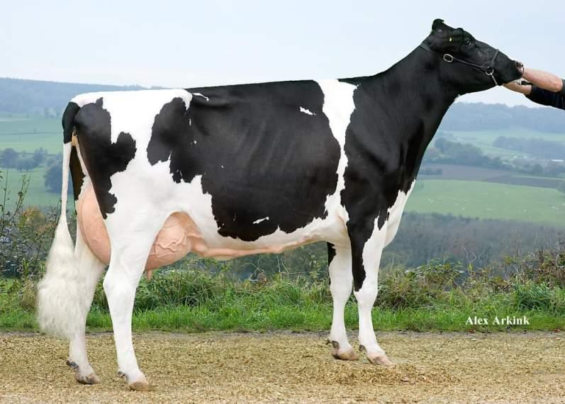 NORBERT-R DELTA NORBERT R NL000669570799 SPACE RED & POLLED - SPECIAL CROSS - aaa: