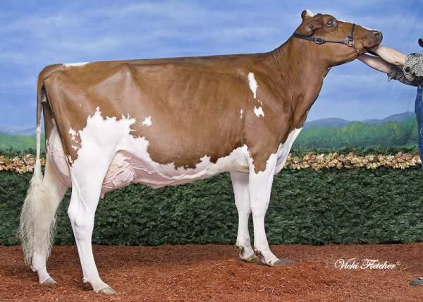 SPACE RED & POLLED ONE-RED HFP ONE-RED VRC ET TV-TL-TY DE000537575182 aaa: 315426 Nato il: 06.12.