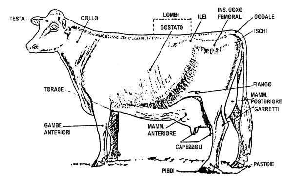 Questo metodo segue la logica del rapporto tra le diverse parti del corpo in cui la forma dell animale incide sulla funzionalità dello stesso, dando risposte immediate ai problemi