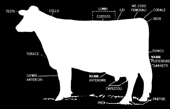 L analisi aaa Weeks Con la Tripla A si analizzano gli animali e ad ognuno viene dato una codice composto da 3 o 6 numeri delle 6 qualità distinte qui di seguito elencate: #1 Dairy,
