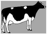 Qualità di una buona vacca da latte Il metodo aaa (Tripla A) è di aiuto nella pianificazione degli accoppiamenti per ottenere animali equilibrati, senza problemi e soprattutto