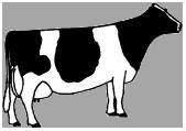 194 prime inseminazioni è stato il toro più utilizzato quest anno nei Paesi Bassi. #4 Strong Corporatura grossa in età matura. Mammelle, piedi e arti sani e polmoni efficienti.