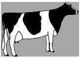 Il metodo aaa Weeks attribuisce ad ogni vacca (già da manza) un codice aaa in base ai problemi che vengono osservati dall analizzatore.