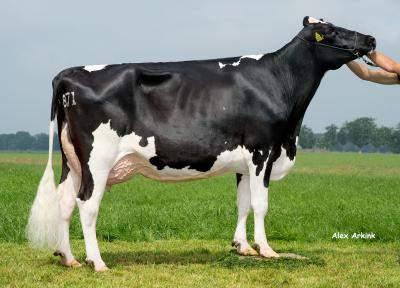 ROSEBUD-RED DELTA ROSEBUD-RED NL000633377638 SPAZIO RED & POLLED - OUTCROSS - aaa: 243165 Nato il: 06.08.