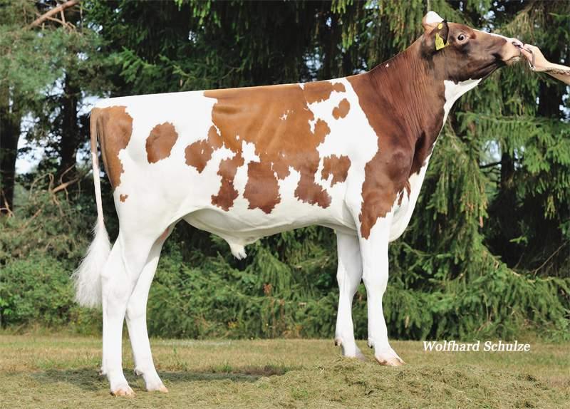 SUNSET RED SUNSET RED DE000358241694 SPAZIO RED & POLLED aaa: 234156 Nato il: 25.07.15 SUNFISH RF: Cashcoin X Snowman LADD-P-R: Destry X Lawn B. P-R WEU OKJE P GP84 BEACON: Shottle X BW M.
