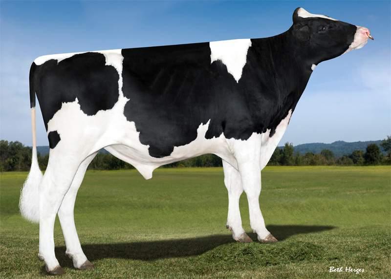 KINGS RAMSOMS PRM EMBASSY EX91 FAMILY ENRAPTURE OCD PROFIT ENRAPTURE-ET - US003131668835 aaa: 423516 Nato il 16.09.