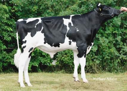 COSMO 1000 - VG87 MACAO Ø PRO +0,10% +151 KG DI MATERIA UTILE (GR + PR) Ø GROPPE CORRETTE E BUONA LOCOMOZIONE Ø OTTIMO A CELL.